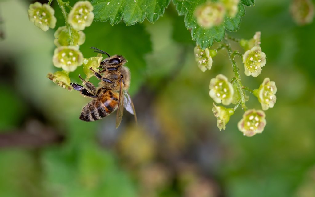 A bee sitting on a flower.