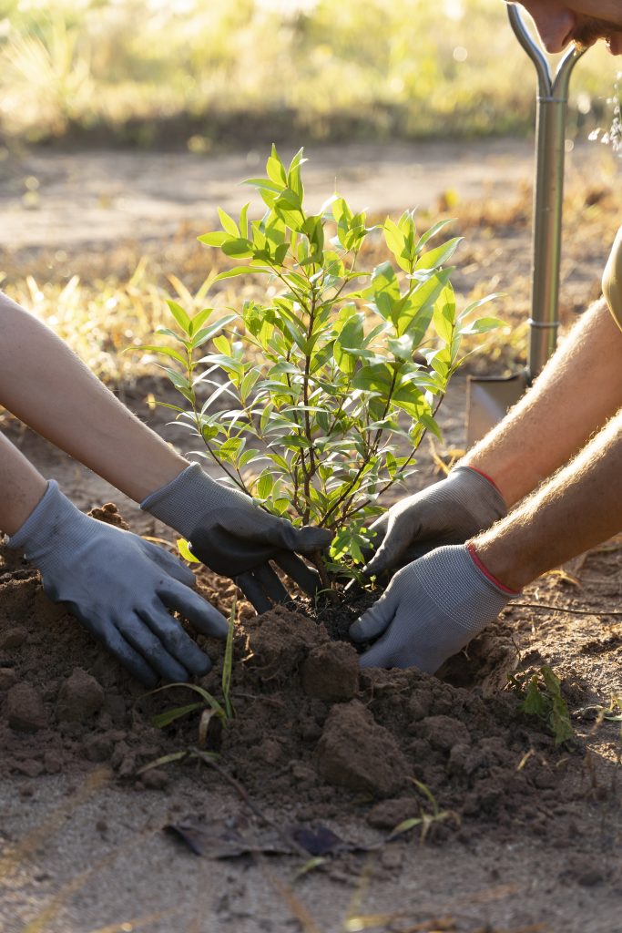 Two people wearing gloves planting a sapling
