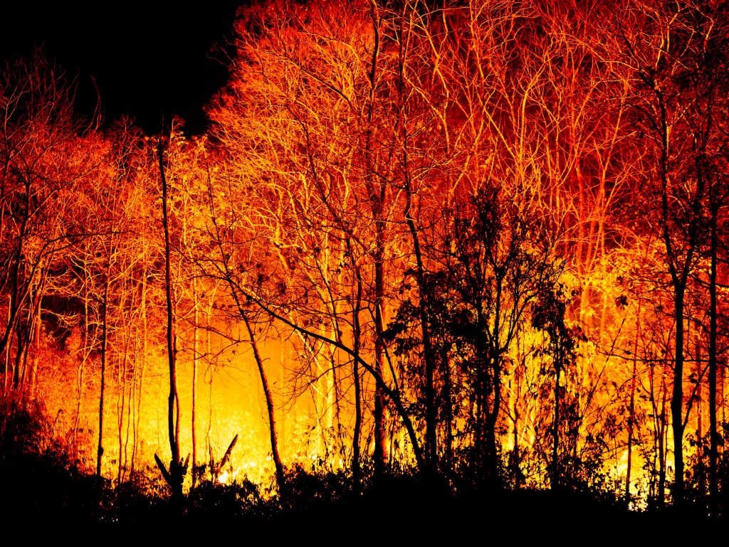 Large fire in the background of a forest, trees are black silhouettes