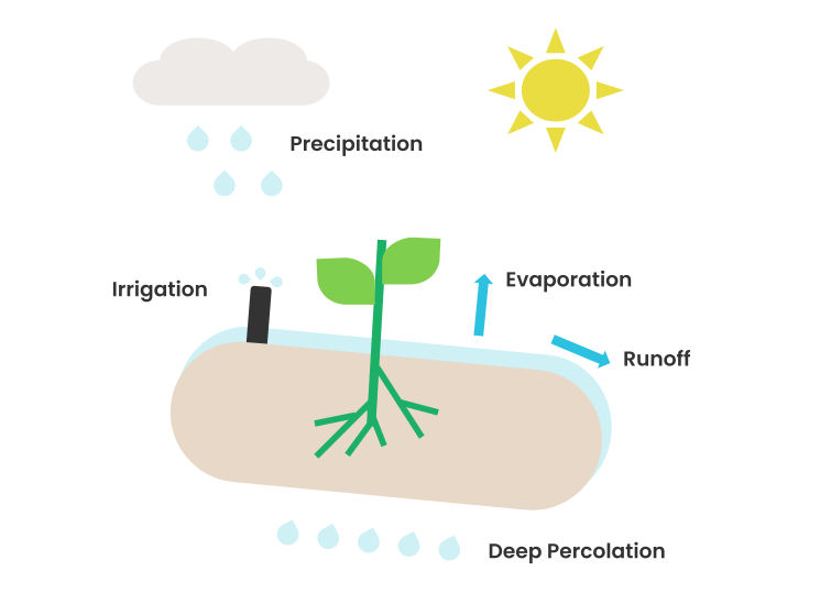 Graphic representation of 3 main sources of water waste. A plant is being irrigated on a rainy day. There is excess water that leads to excess evaporation, runoff and deep percolation.