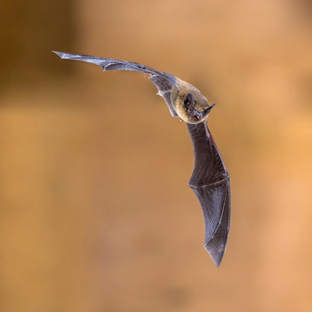 A close-up of a bat in flight with its wings fully extended against a warm, blurred background.