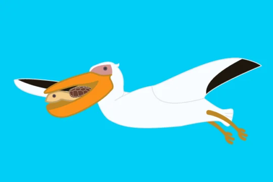 A cartoon of a pelican with a baby sea turtle in its mouth flying away.