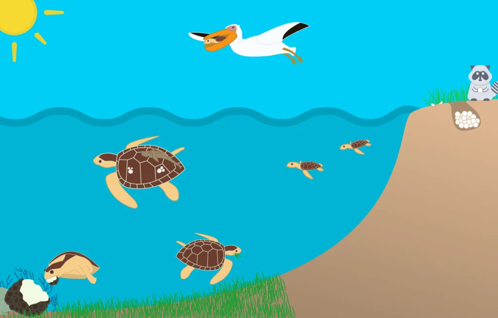 A cartoon image of a beach with sea turtles. A racoon is holding sea turtle eggs from a nest. A pelican is holding a baby sea turtle in its beak as it flies away. A sea turtle is eating a coral from a reef. A separate sea turtle is eating seagrass from the bottom of the sea.