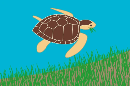 A cartoon sea turtle at the bottom of the ocean with seagrass in its mouth.