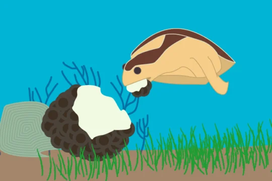 A cartoon sea turtle at the bottom of the ocean eating a piece of coral from a reef.