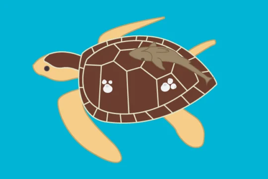 A cartoon sea turtle swimming with a small organism on its back.