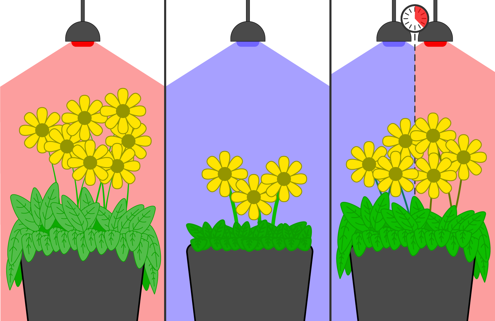 Image shows three columns. The first column features flowers with a red light overhead. The middle column features flowers with a blue light overhead. The third column features a mix of blue and red light overhead.