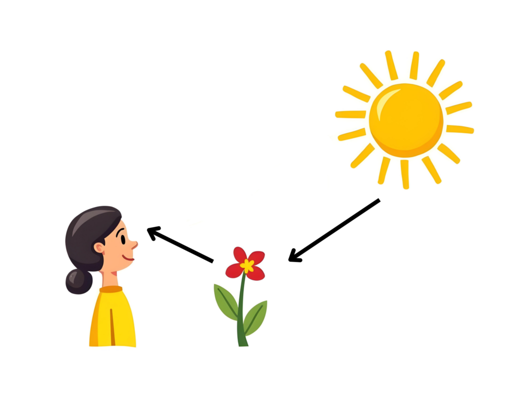 A simple diagram illustrating how we see objects. The image shows a bright yellow sun shining on a red flower with green leaves. One black arrow points from the sun to the flower, representing light hitting the flower. Another black arrow points from the flower to a smiling girl in a yellow shirt, representing the reflected light traveling to her eyes, allowing her to see the flower.