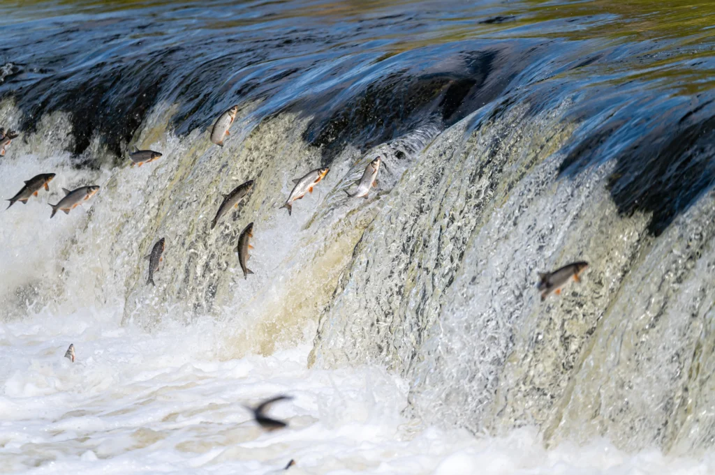 Fish jumping up a waterfall as they migrate through a fishway