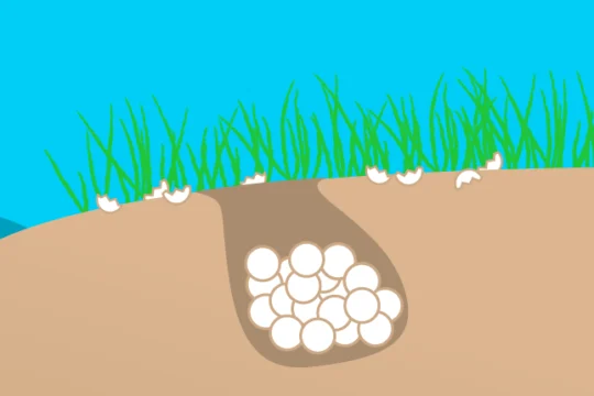 A cartoon of a beach with a hole of sea turtle eggs in it. There is grass and vegetation surrounding the nest.