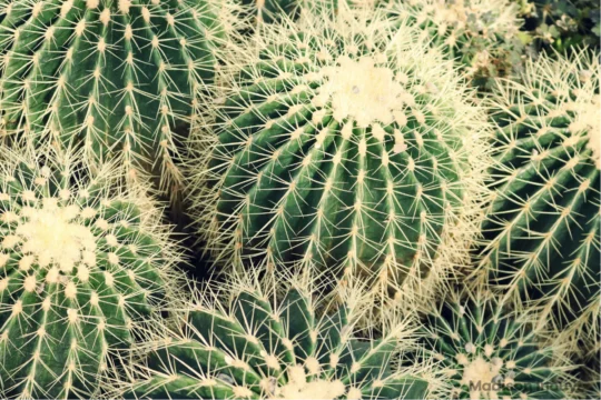 Several cacti in a group together