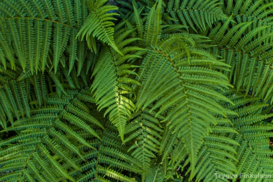 A leafy fern close up image