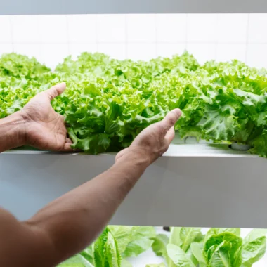 A person's hands reaching for a leafy plant in a vertical farm.