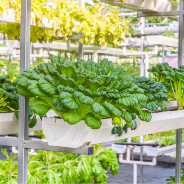 A greenhouse of vertical plants with a close up look at one leafy plant on a shelf.