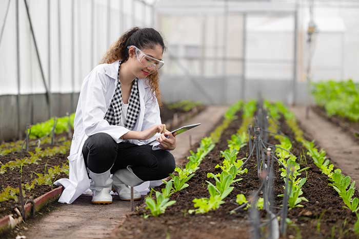 A crop of small plants being grown in a greenhouse while a woman squats on the ground holding a clipboard.