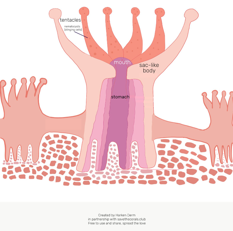 A drawing of a coral colony with 3 separate polyps. The center polyp is open so you can see the stomach inside.