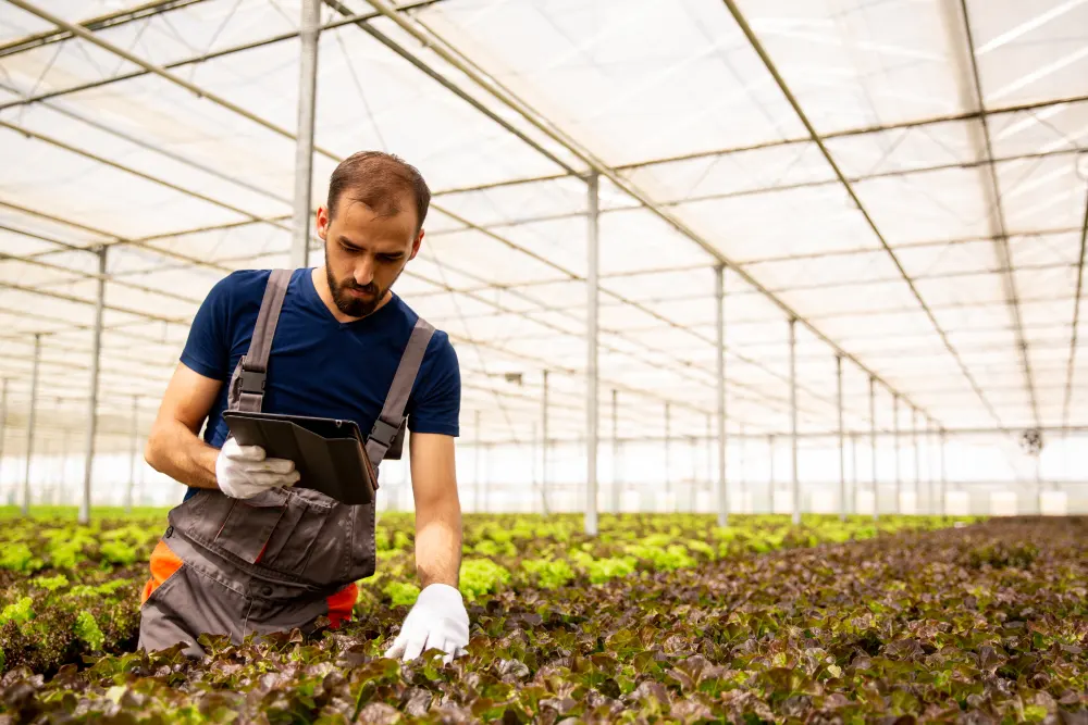 Farmer in a industrial sized greenhouse inspecting a row of plants and checking a tablet.