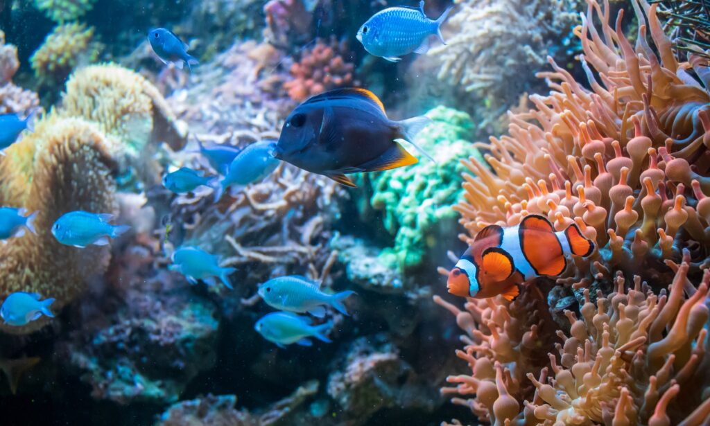 A colorful underwater scene showing different types of fish swimming near a coral reef. A bright orange-and-white clownfish is near some soft pink coral, while a dark-colored fish and small blue fish swim in the background. The coral reef is full of different shapes and colors, with lots of sea life all around.