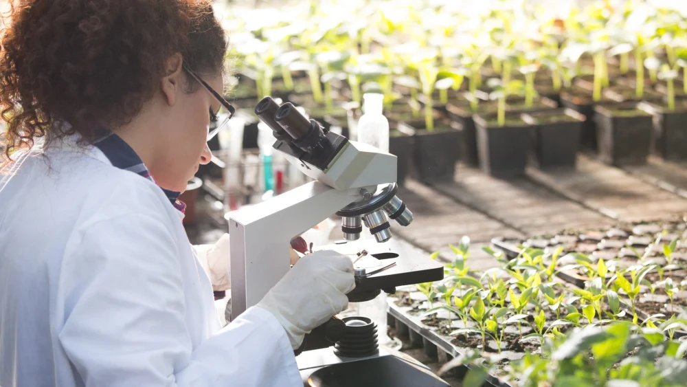 Environmental scientist looking at a microscope in front of rows of individually potted plants.