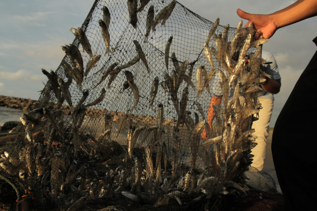 A close-up shot of a fishing net filled with small fish caught near the shore. The net is held up, showing the densely packed fish, highlighting fishing activity and potential overfishing issues.