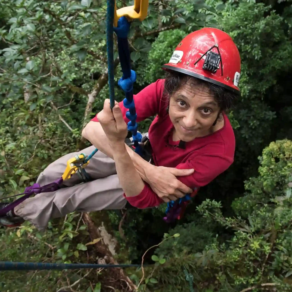 Nalini Nadkarni looking up towards the camera while being harnessed and suspended in a tree canopy.