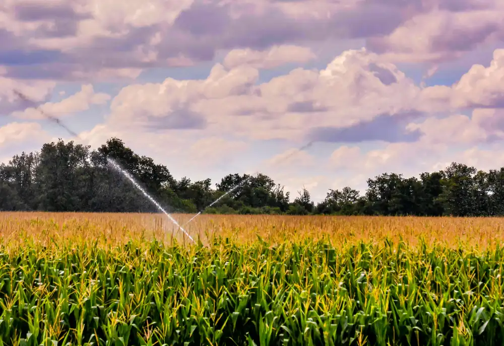 A field of tall yellow crops with two streams of water spraying out from within the crops.