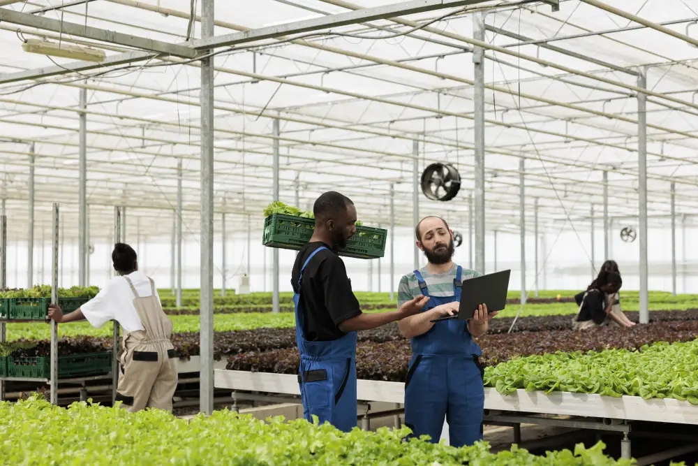 Two farmers checking data on a laptop in a large industrial greenhouse with rows of plants behind them.