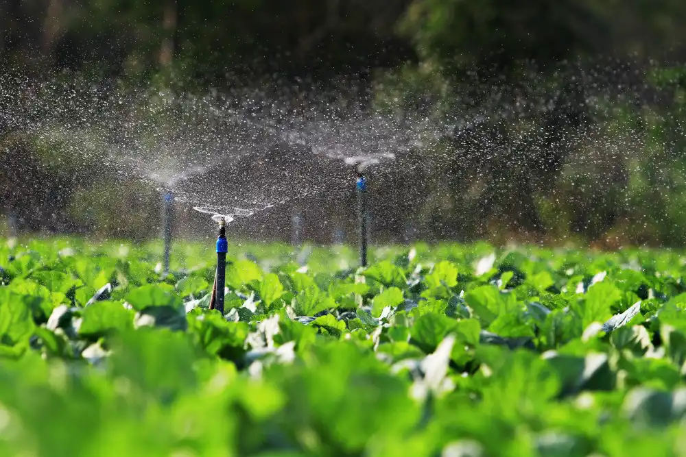 A number of sprinklers poke up from a low leafy crop and are watering the plants in a spiral motion.