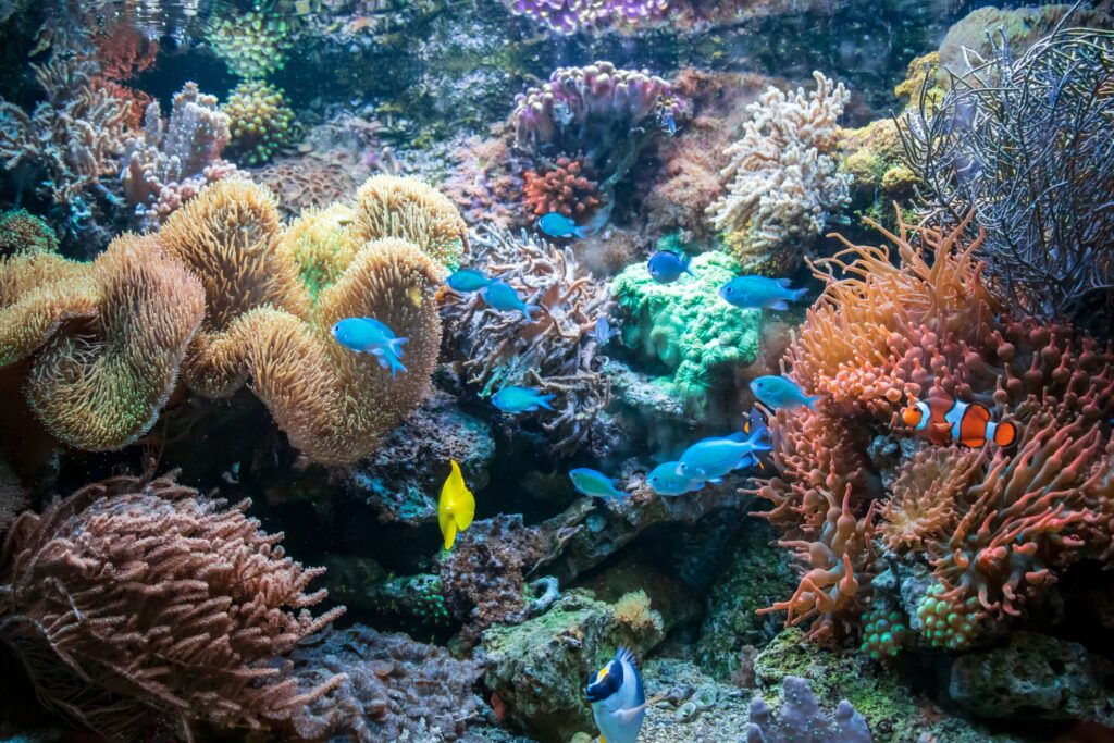 An underwater image of a vibrant coral reef teeming with colorful fish, including clownfish and blue tang. The scene shows diverse marine life and healthy coral formations.