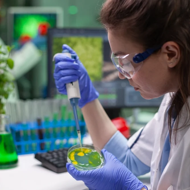 A chemist is using an electric pipette on a petri dish with various colours and growths.