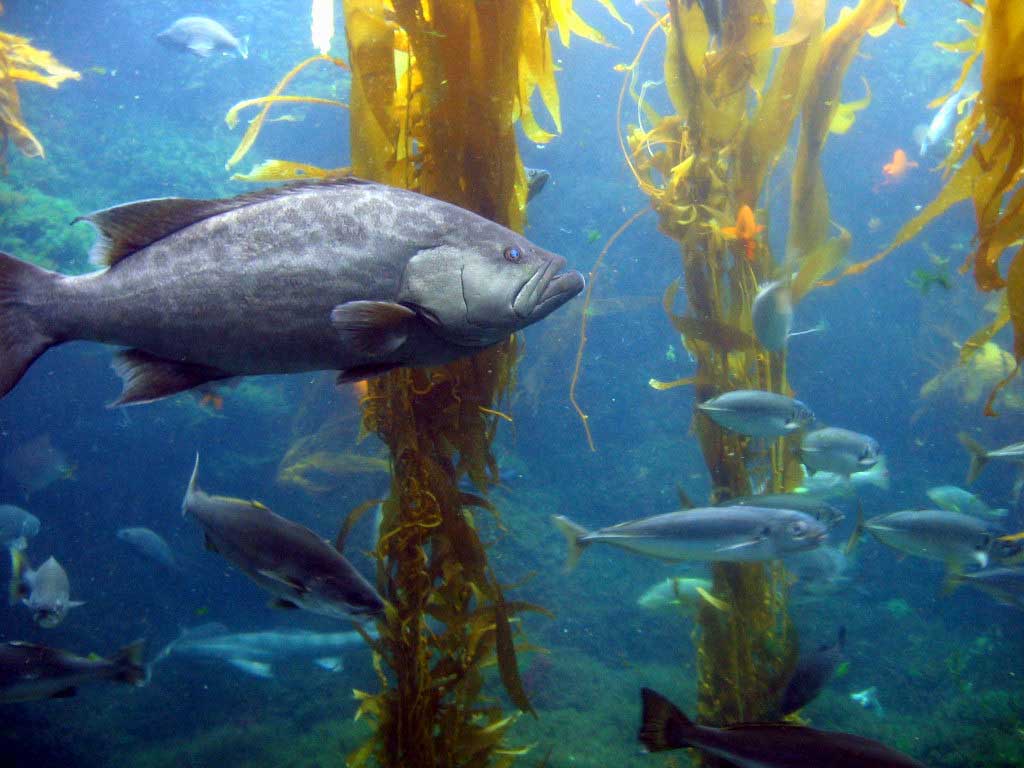 An underwater scene with tall, wavy seaweed and big fish swimming around. The seaweed provides a safe place for the fish to hide. Sunlight shines through the water, making it look peaceful.