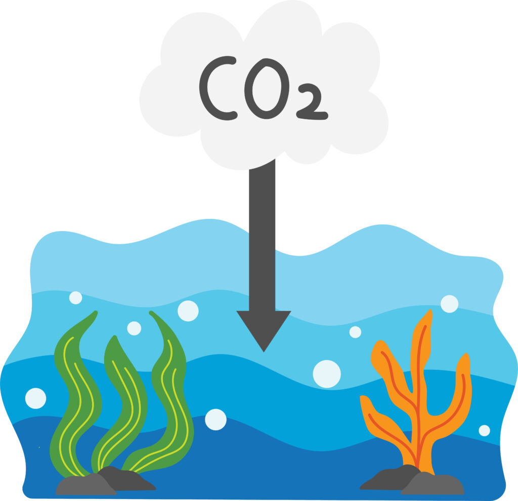 A drawing of seaweed growing underwater with a cloud above labeled "CO₂" and an arrow pointing down to the seaweed. This shows how seaweed helps clean the water by soaking up excess carbon dioxide.