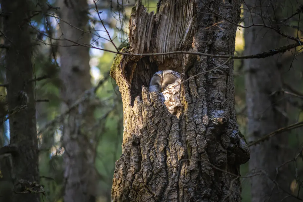 Owl sleeping in a hollow tree.