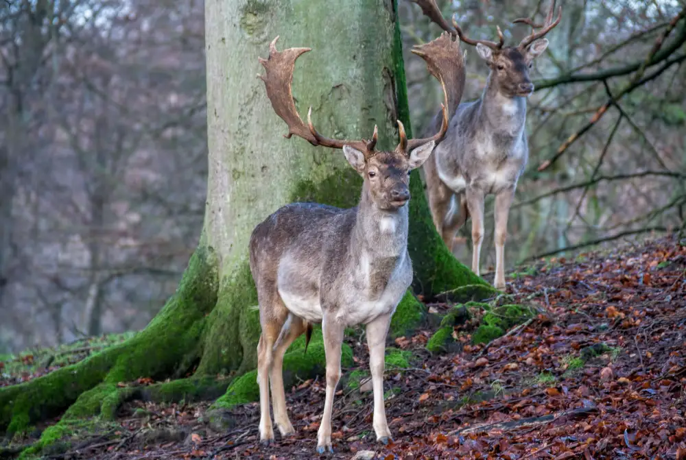 Two deer stand around a large, moss-covered tree in a leafless forest.