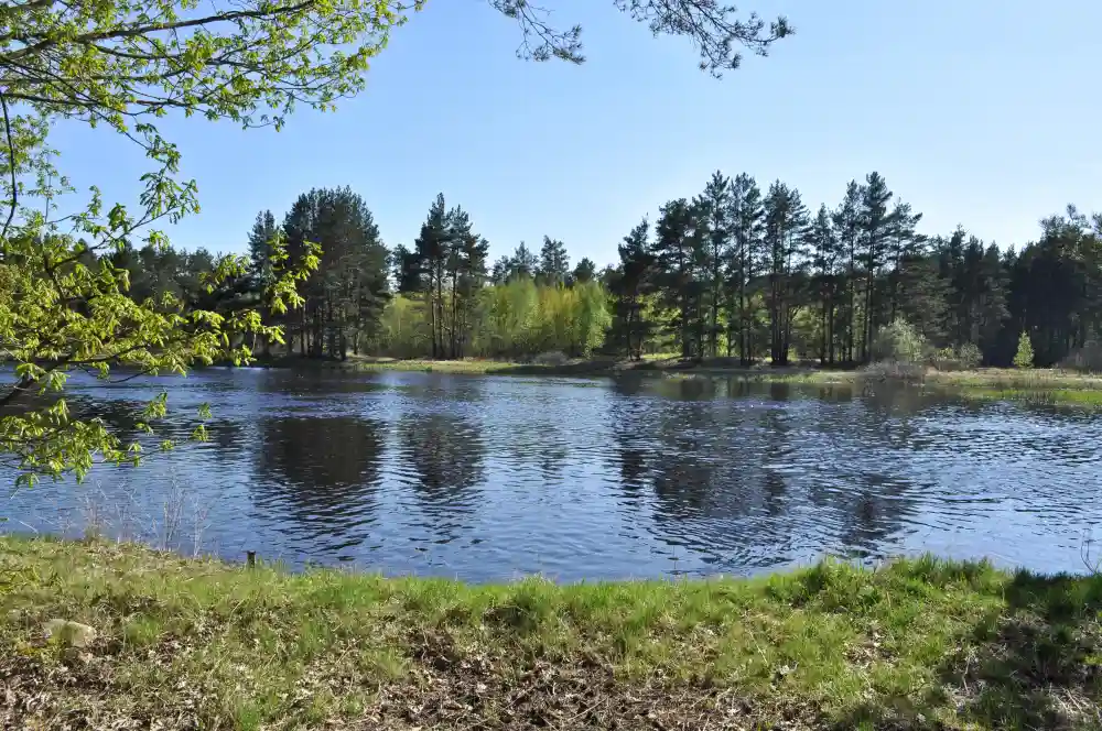 Medium size conservation lake with blue waters, light ripples, and a number of different tree species lining the perimeter.