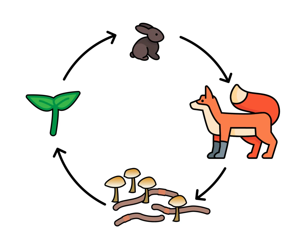 Graphic of the ecosystem cycle. At the top of the circle is a rabbit, an arrow points clockwise to the fox, then to worms and fungi, then to a new plant sprout, then back to the rabbit.