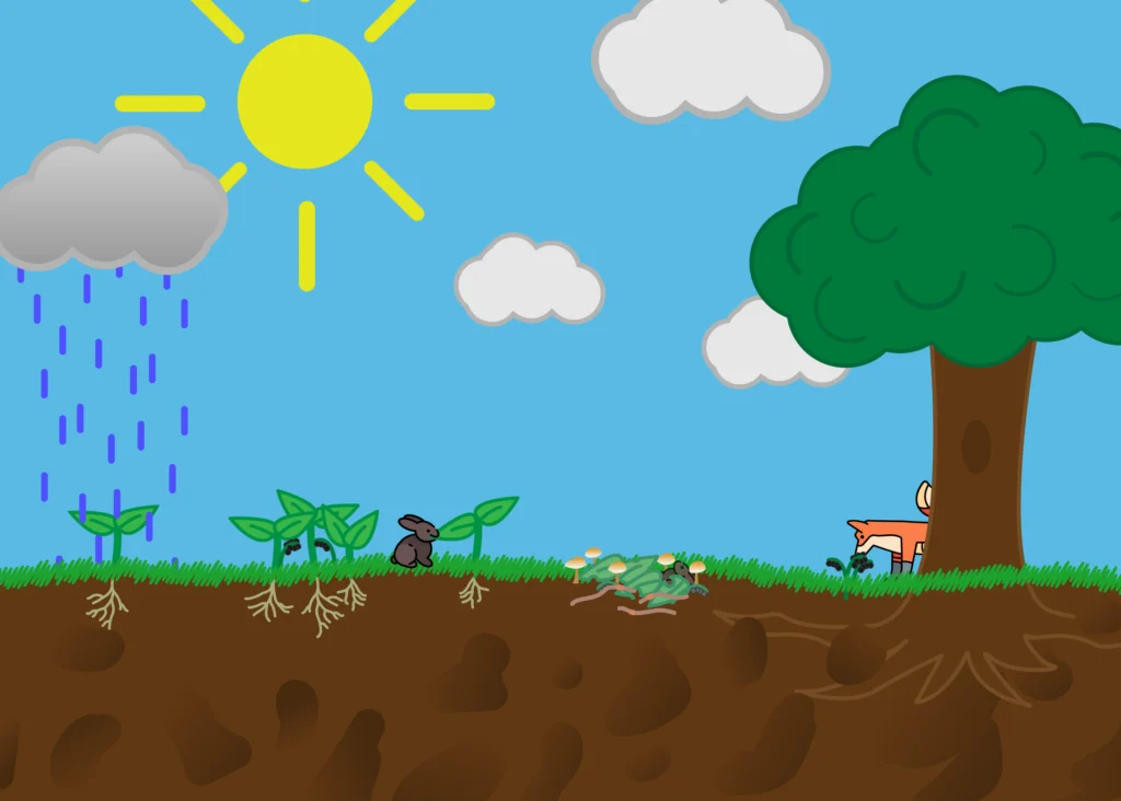 Graphic of an ecosystem. A sun shines down on a field with a tree, a rabbit eats the leaves of a plant, a fox is eating berries, a plant is being rained on from a cloud, and there's a pile of decaying leaves and a rabbit covered in fungi and worms.