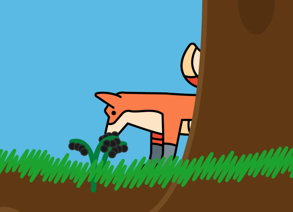 Close up of the fox eating berries.