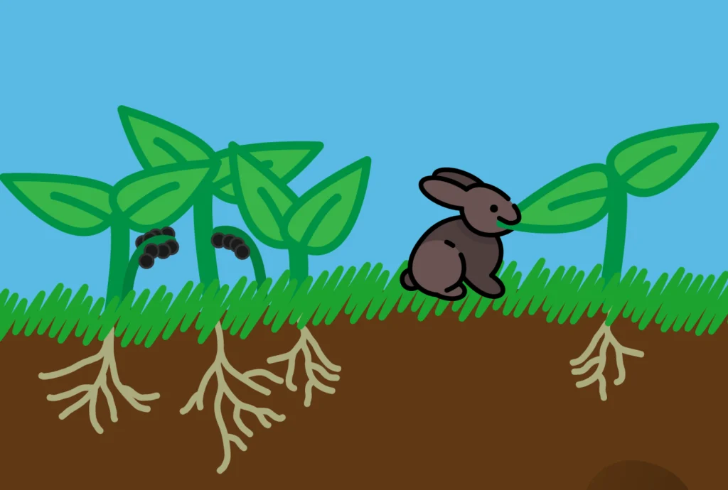 Close up of the rabbit eating leaves.