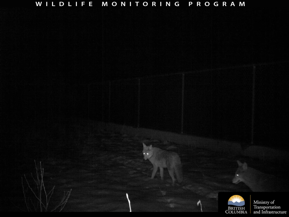 Wildlife camera photo from the British Columbia Ministry of Transportation of two coyotes crossing the landbridge at night, their eyes glowing reflecting the camera's light.