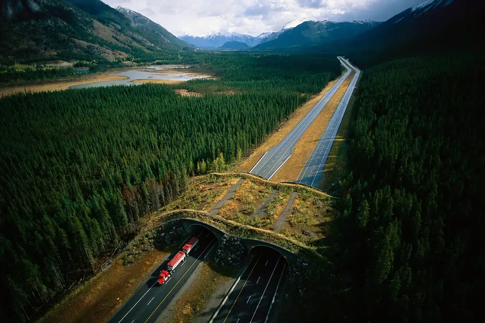Aerial photo of Banff National Park land bridge that connects two halves of a dark dense forest.