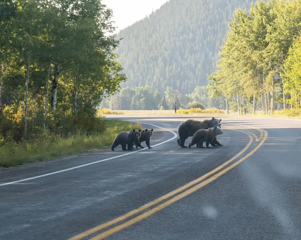Pack of grizzly bears, a parent and 3 cubs, crossing a bending road with large forests on either side.