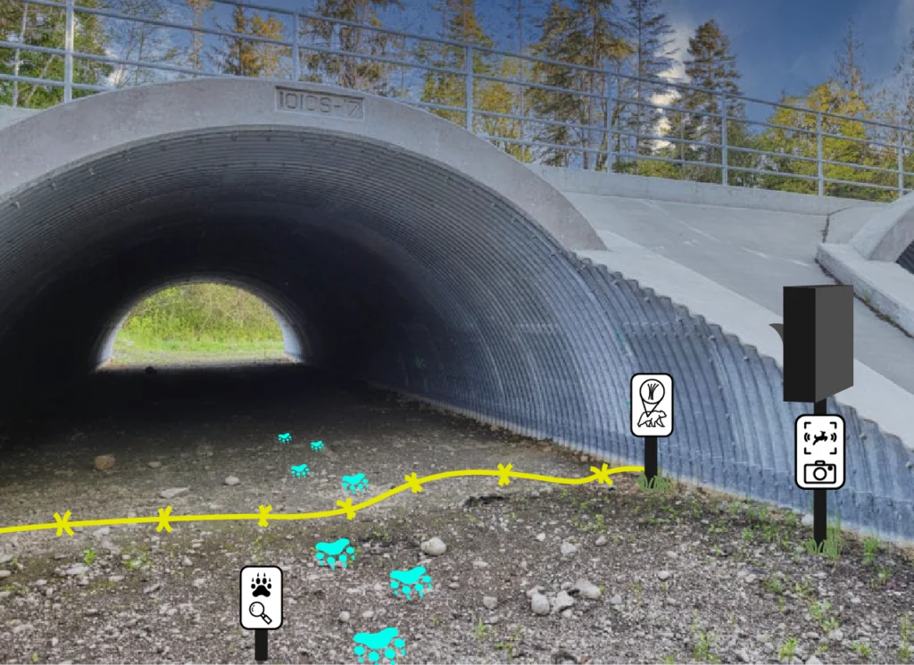 Photo taken from ground level of a large culvert with monitoring equipment, a motion activated camera, and a pronged device to snag hair samples from wildlife that pass through. There are also a set of bear tracks leading towards the camera, out of the culvert. The culverts are large metal cylinders, with the profile of a semi-circle.