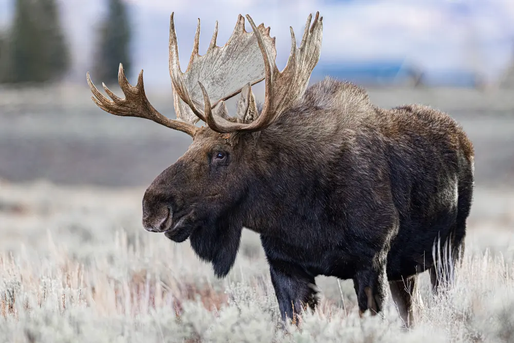 A moose stands in a frosty field.