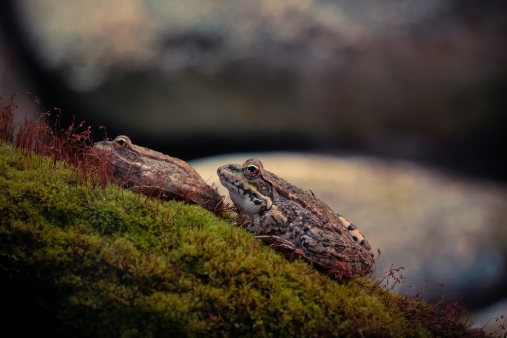 Two frogs sitting on a inclined log, one behind the other.