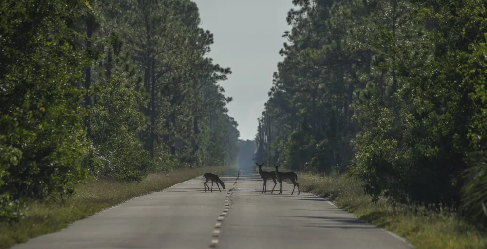 A small herd of deer crossing a 2 lane highway that splits a dense tall forest.