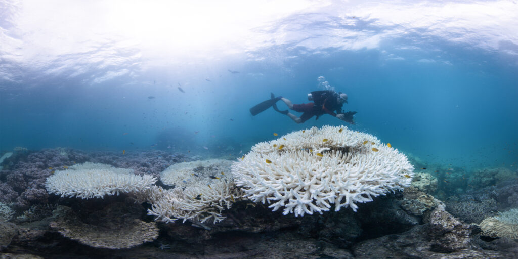 Diver swimming around bleached coral in Great Barrier Reef in 2017. There are also some small fish swimming nearby.