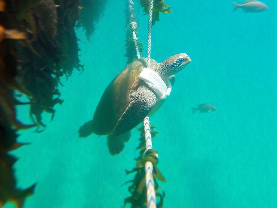 A sea turtle swimming near ropes covered in seaweed. 