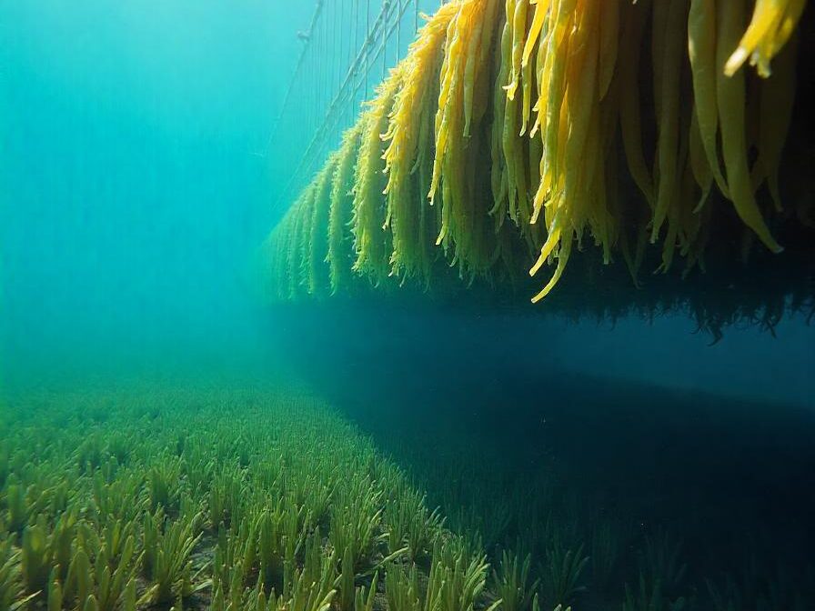 An underwater seaweed farm with large bunches of seaweed hanging from ropes. The sunlight is partly blocked by the seaweed, creating shadows on the ocean floor where other plants are growing.