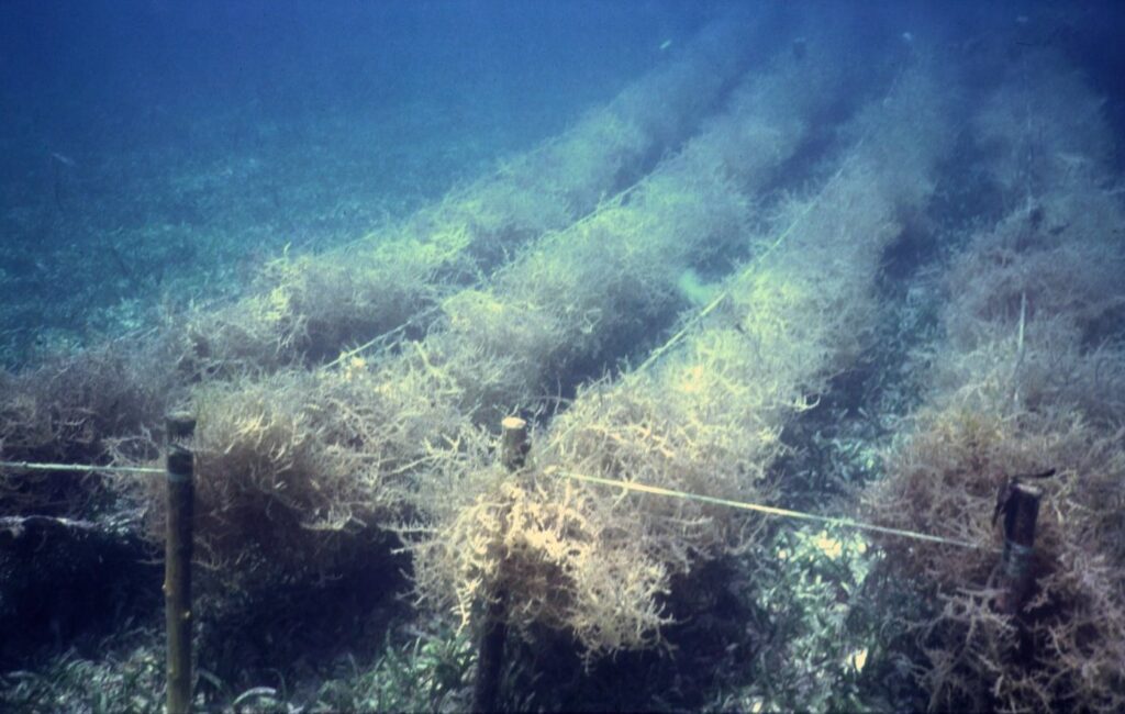 An underwater seaweed farm with rows of seaweed growing on ropes stretched between poles. The ropes are covered in seaweed, and the water appears deep and calm.